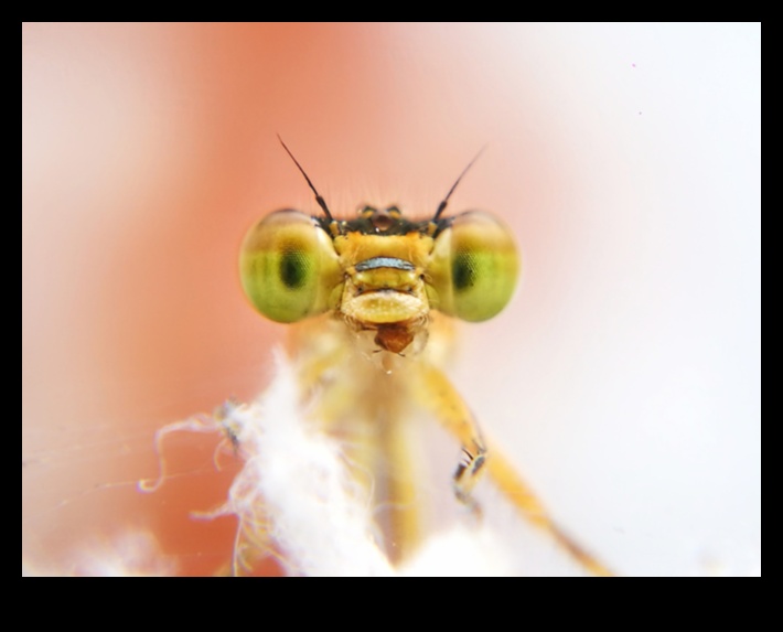 Cronici de întâlniri apropiate: scufundarea în deliciile unei fotografii macro captivante