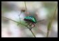 Close Encounter Cronici O călătorie de fotografie macro în lumea minunilor minuscule